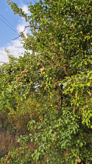 Дача 19 километр