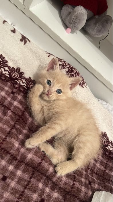 4 котят,им 2месяца