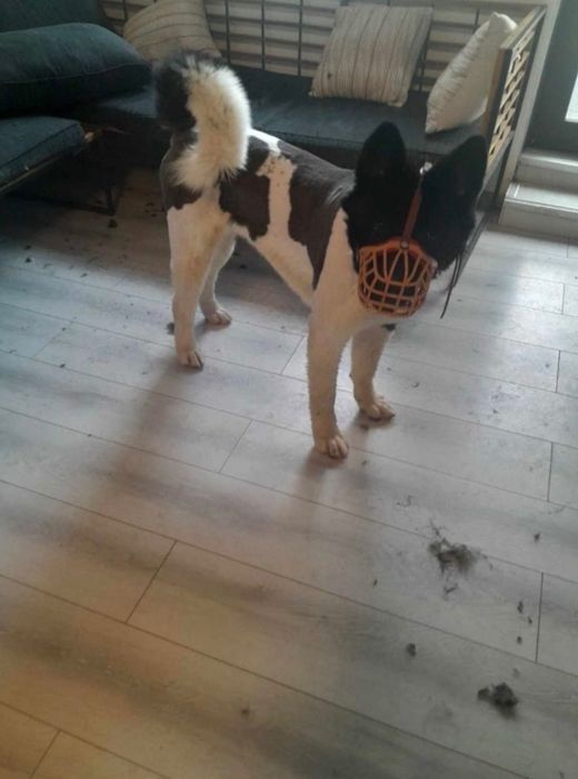 Tund câini și pisici