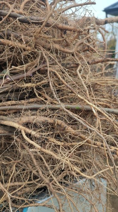 Puieți.  salcam molid brad mesteacăn fag paltin carpân plop tuia t