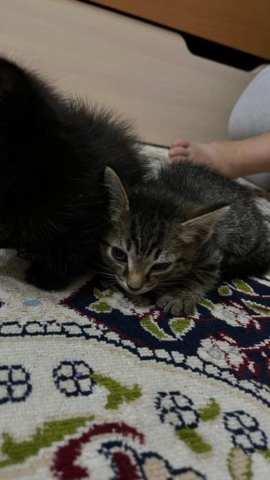 Отдам котят в добрые руки