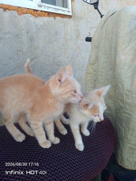 Котята и мамочка