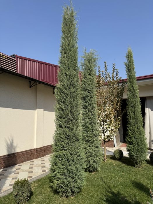 Keparis mesni sotiladi