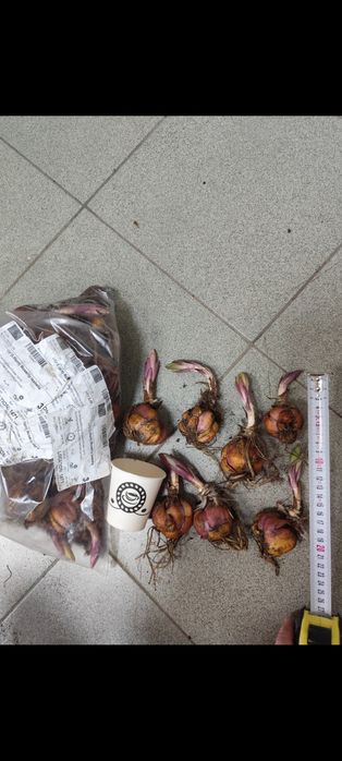 Изкуство и цветя