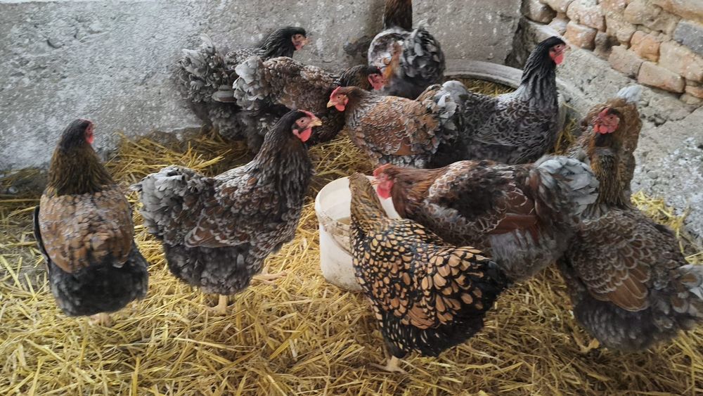 Mixt de ouă de la găinile din poze