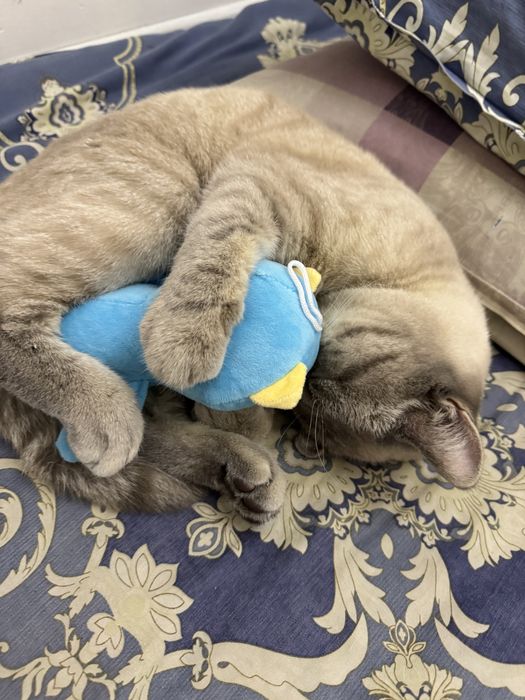 British Shorthair vyazkaga beriladi erkak mushuk