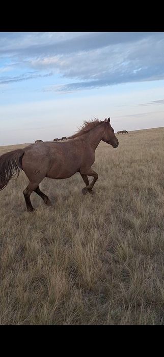 Продам лошадь 5 лет