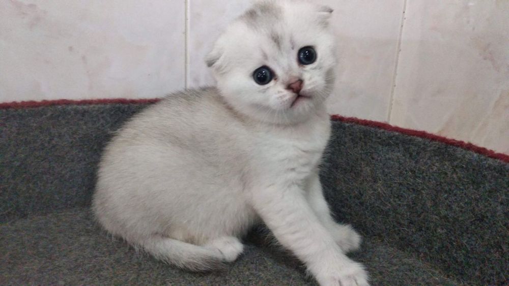 Вязка кот Шиншилла серебристый фолд