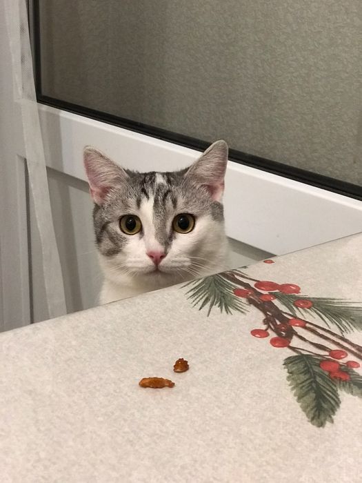 Милый котик в добрые руки