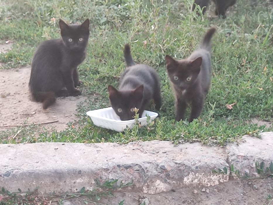 Чёрные кубышки и беляш