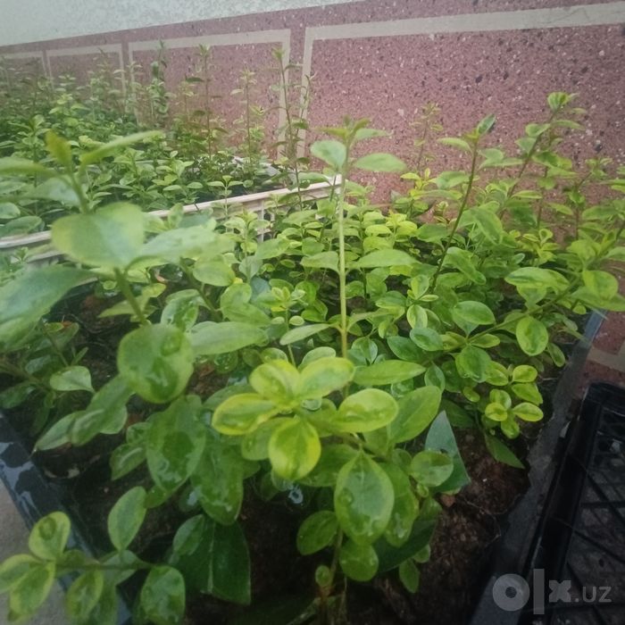 Шамшод кучатлари