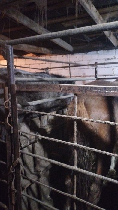 Семиз отк кунан сатылат