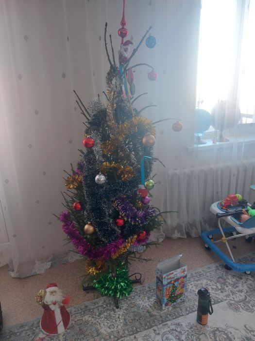 Продам живую ёлку