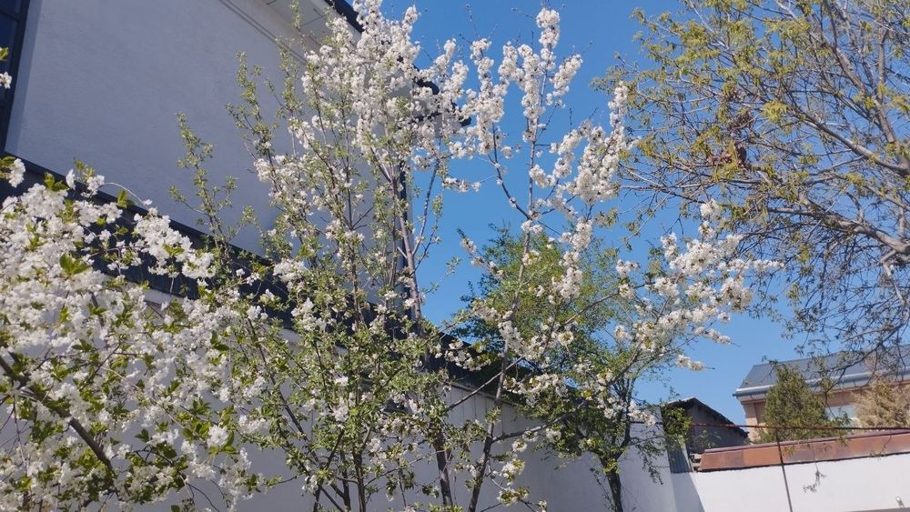 Аренда дом участок Махаля Амира Темура