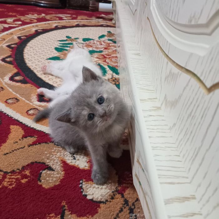 Parodali mushuk sotiladi