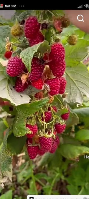 Садовые растения  , цветы