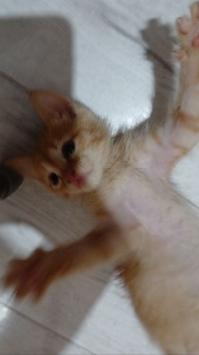 Котёнок 1,2–1,5 месяца