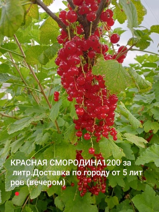 Продам красную смородину