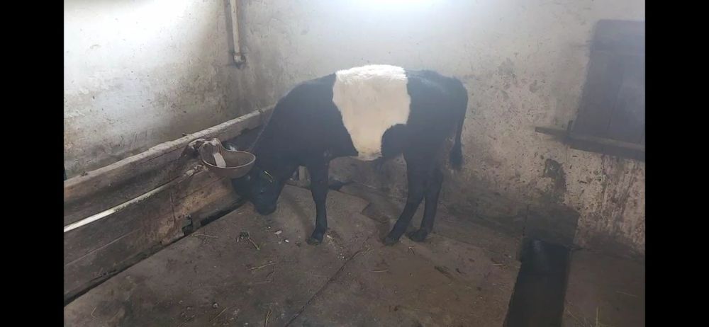 Продаётся бычек 6 мес