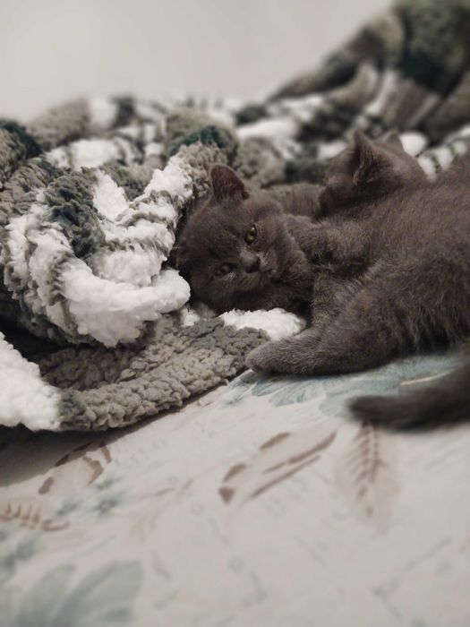 Шотлански клепоухи котенца