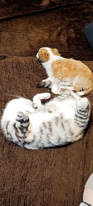 Подарявам котка на 8 години има паспорт всички ваксини