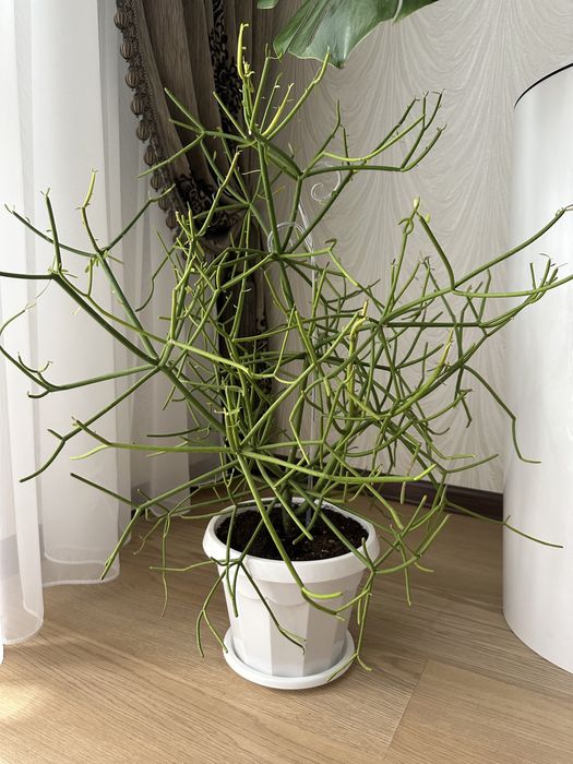 Молочай Тирукалли