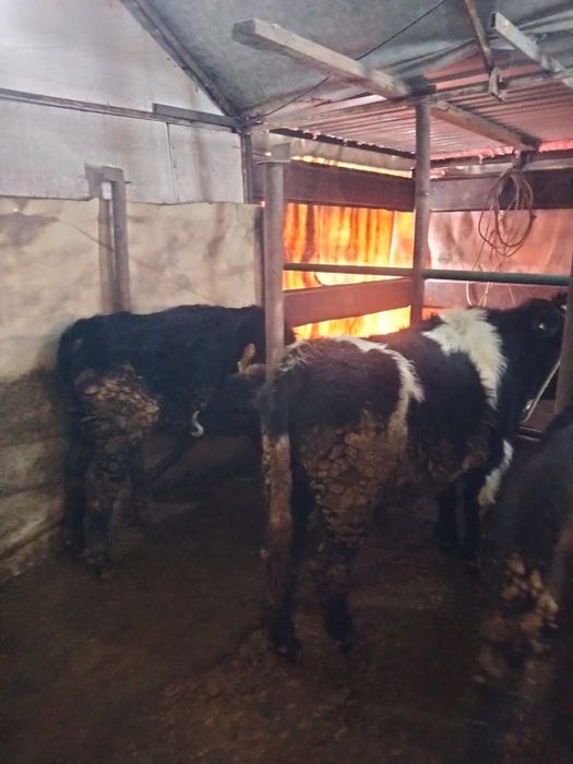 Продам бычков.