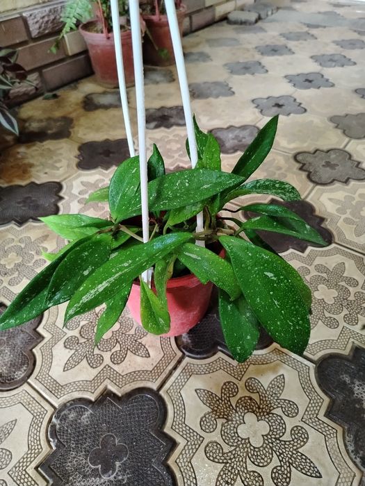 Комнатные цветы, растение, gullar, honaki gul