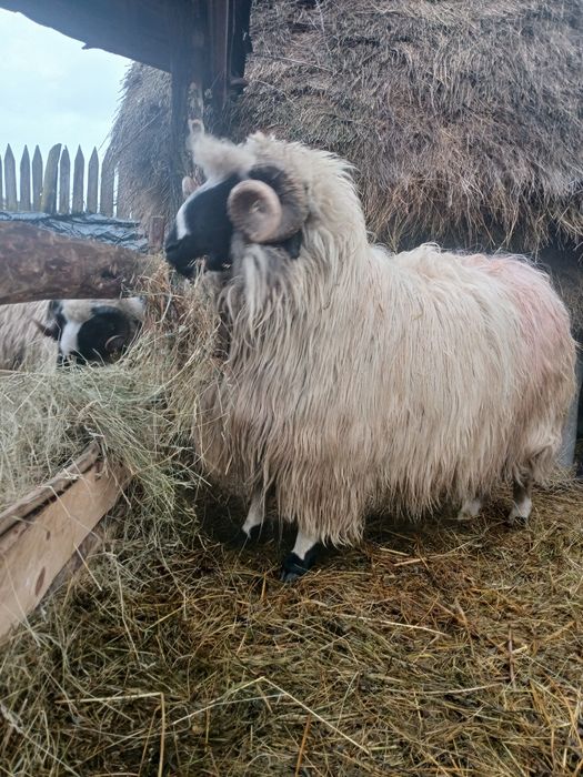 Berbec și berbecuț