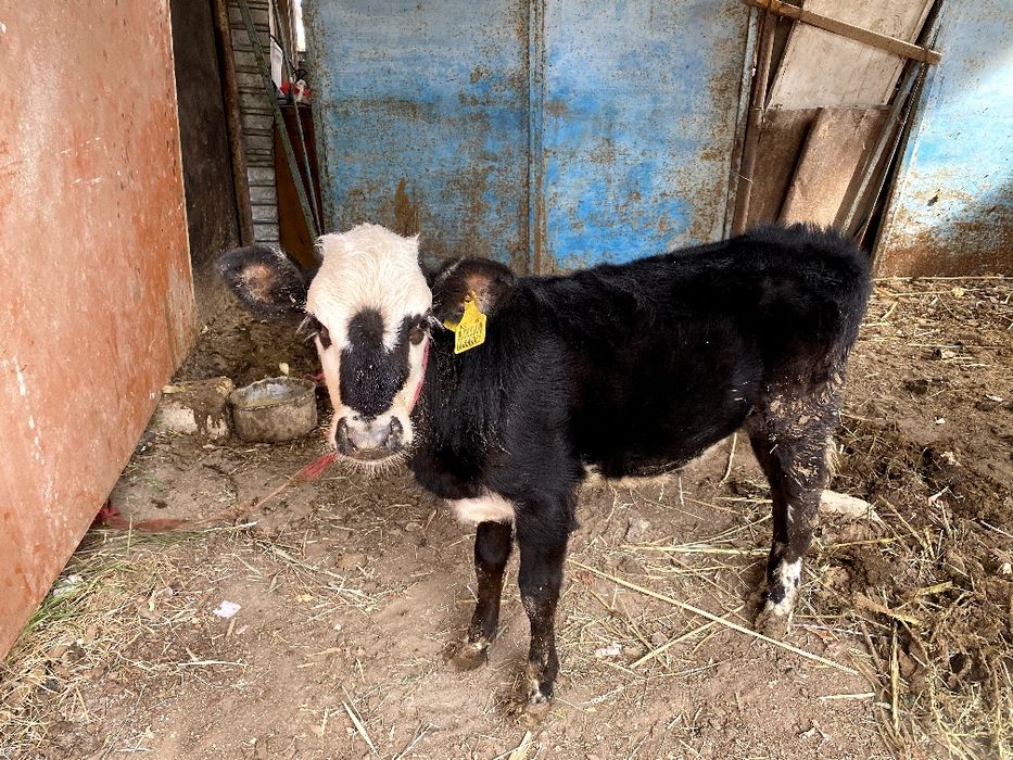 Сиыр бузауымен сатылады!