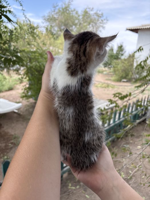 Отдам котят в добрые руки мальчики