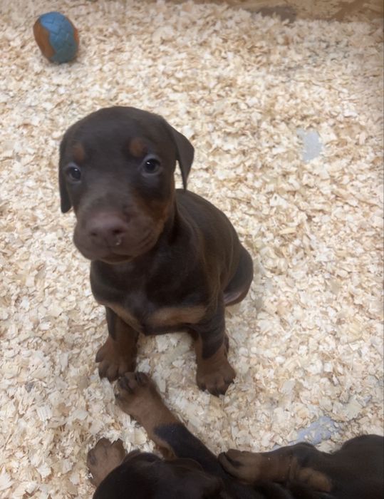 Продам доберманов