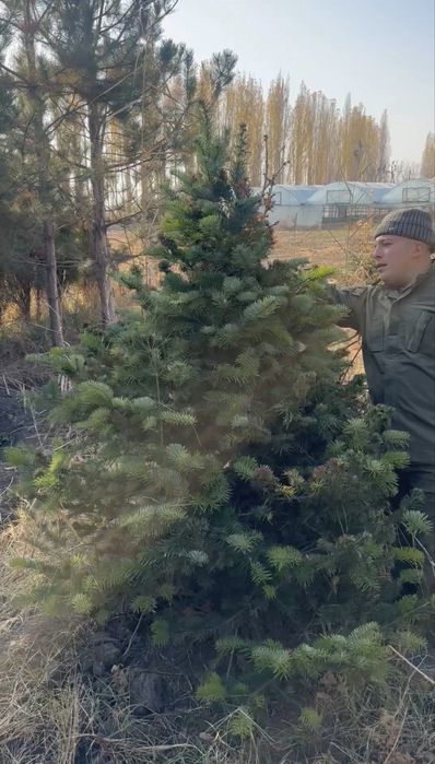 Альпийские пихты, Первые руки, Pihtalar birinchi qol