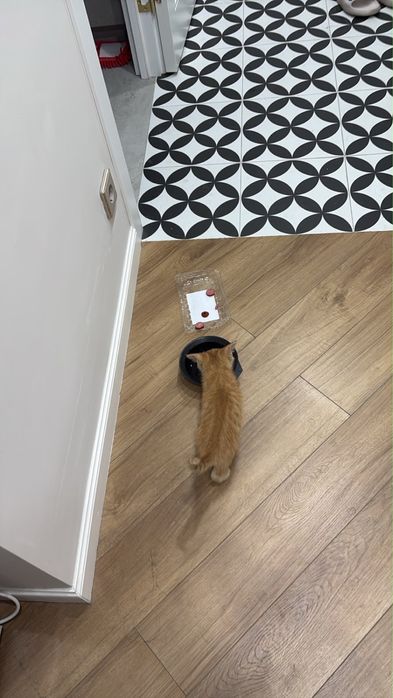 Котенок мальчик в добрые руки 3 месяца