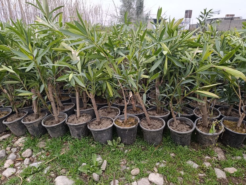 Манзарали ва мевали дарахт кучатларимиз сотувда