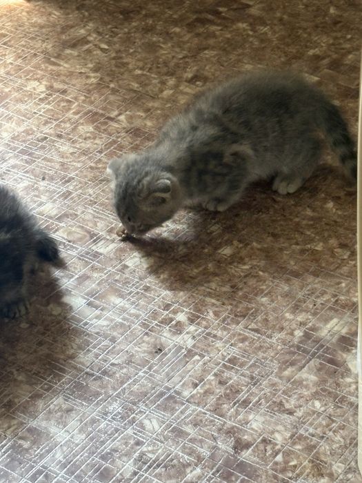 Котенок шотландский