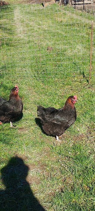 La bresse  Marans