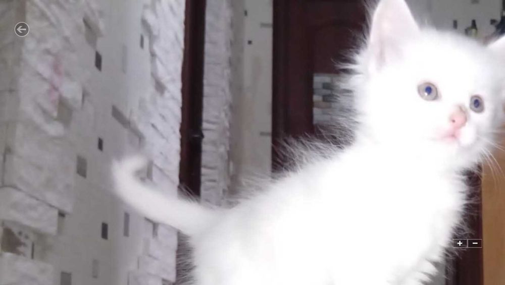 Отдам белого котёнка девочку