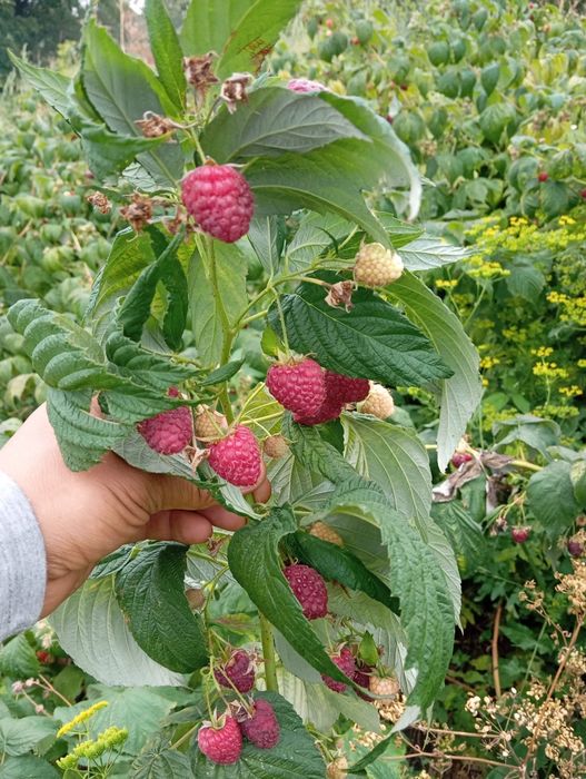 Продам малину польку