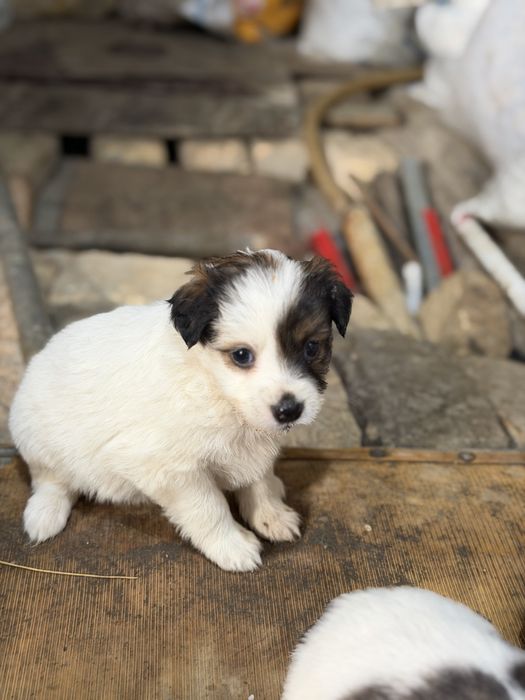 Отдаю щенят в добрые руки бесплатно.