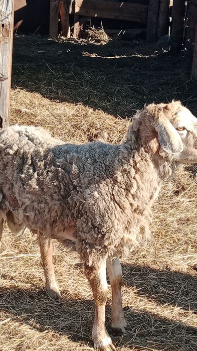 Кошкар едилбай 3-х годовалый