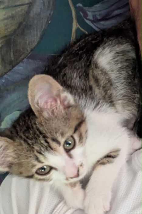 Adopții pisici - pui