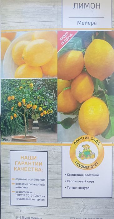 Комнатное дерево лимона.
