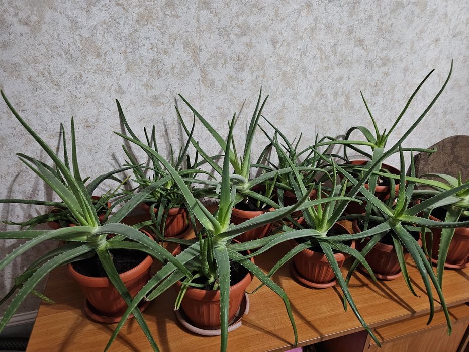 Алое вера лечебный