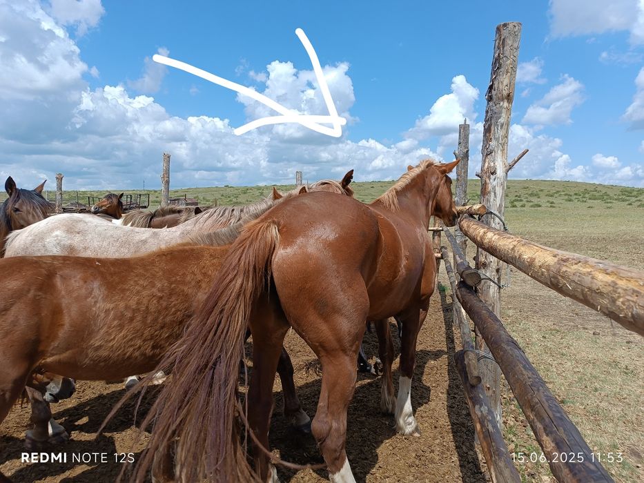 Лошад кобыла ...