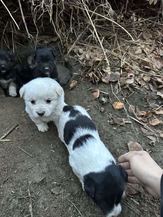 Kuchuk bolalari sotiladi zoti toza Erkak va ayoli ham bor