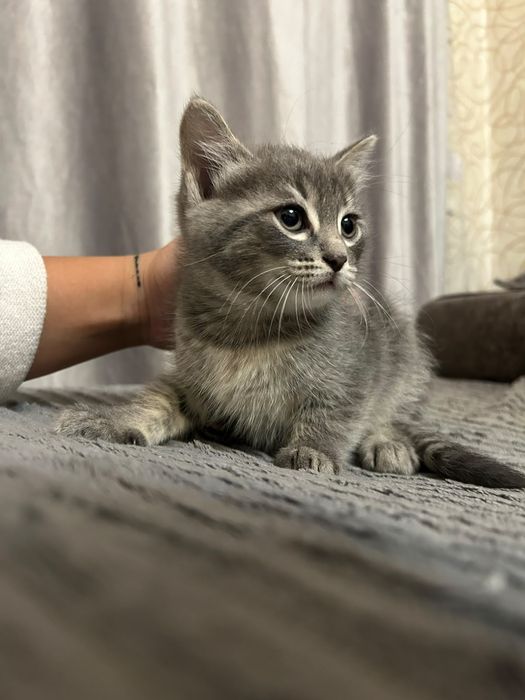 отдадим котят даром