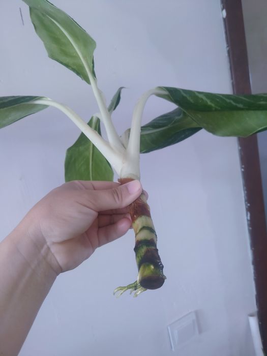 Аглонемалар сатылымда!!!