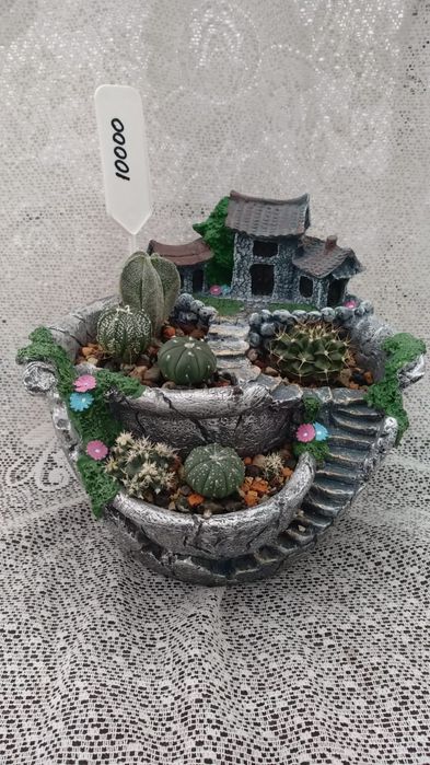 Композиции из суккулентов