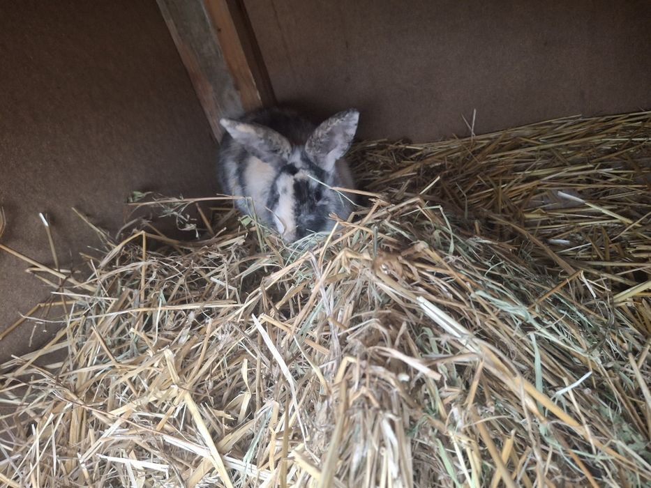 Vând iepuri de curte